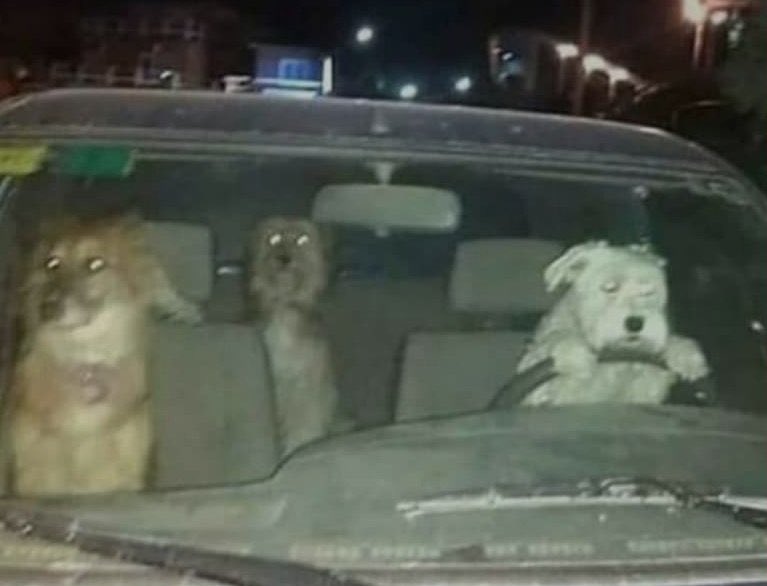 dogsoutofcontxt's tweet image. where are they going