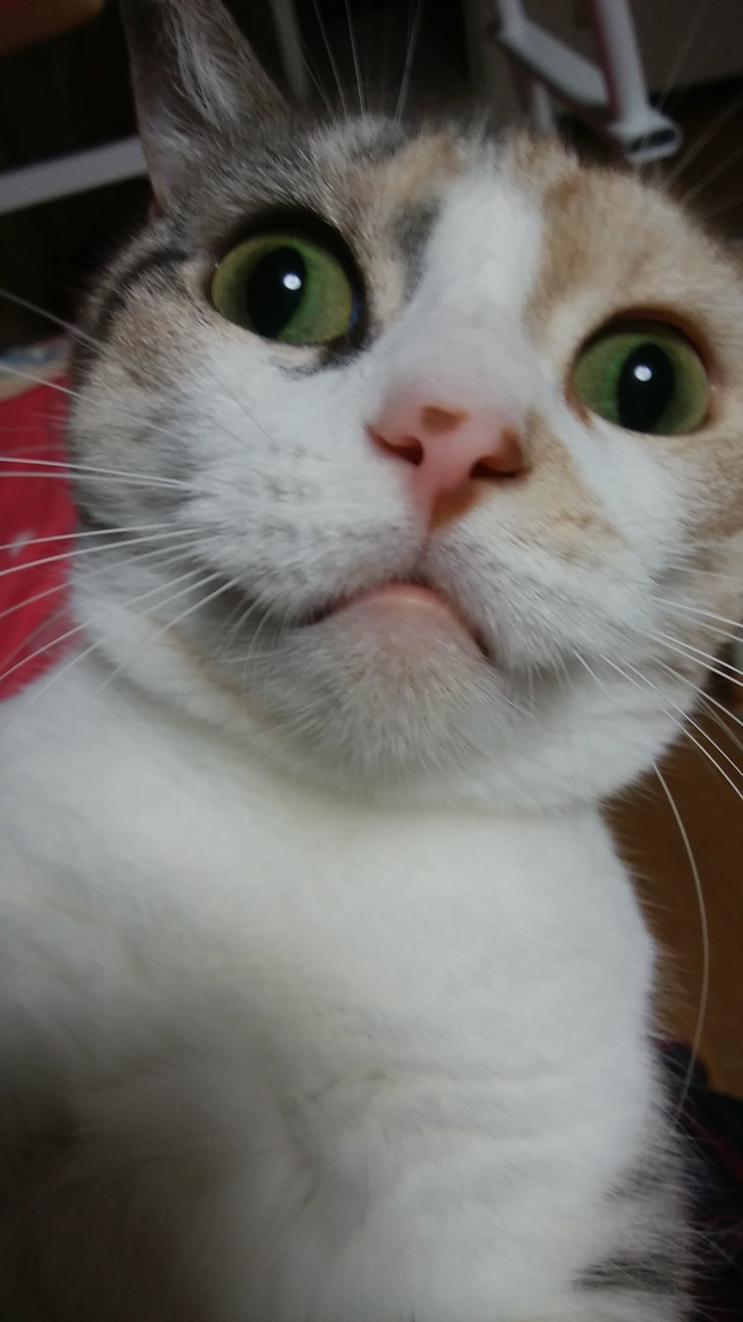 いちごりん A Twitter これ壁紙抱っこしたとき撮ったおもしろ