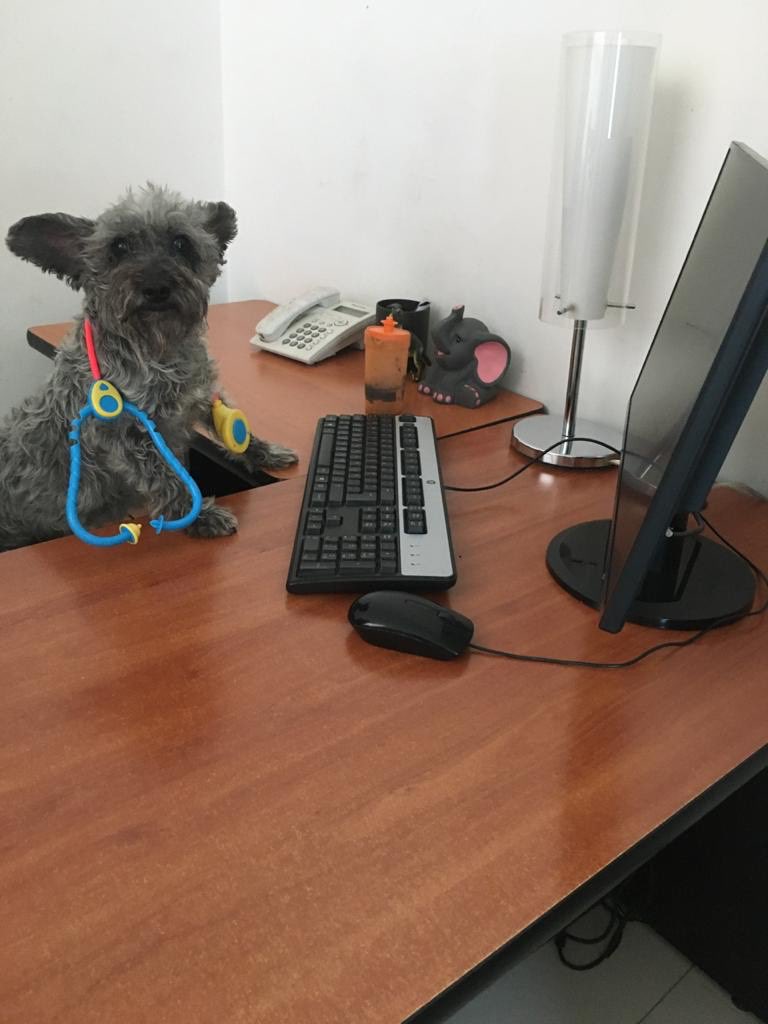 SuavesLomitos's tweet photo. tengo una cita con el dogtor 🐶 https://t.co/uL9XRQw3Tb