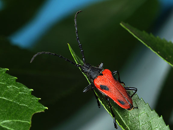  @thatssojeleeb I'm so glad you liked this. I was just thinking about what little critter I want you to crunch between your pearly whites. A valley elderberry longhorned beetle will be perfect.