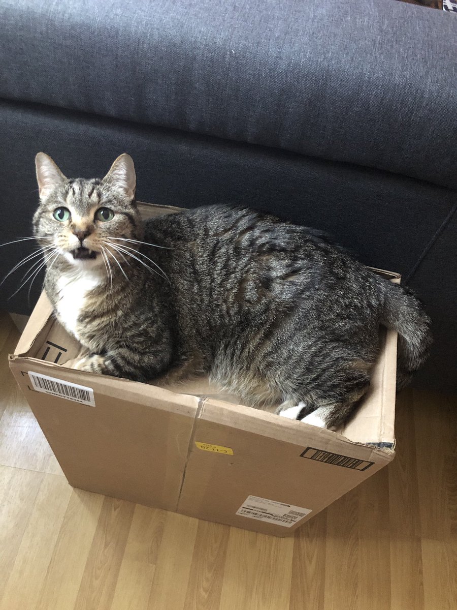 magrimes's tweet photo. @socialistdogmom I don’t know you, but my partner and I just had to put our cat Tetra down 3 weeks ago. Such a hard thing to do. I’m sure Dorothy lived a wonderful life https://t.co/GxQX5Gt1W3