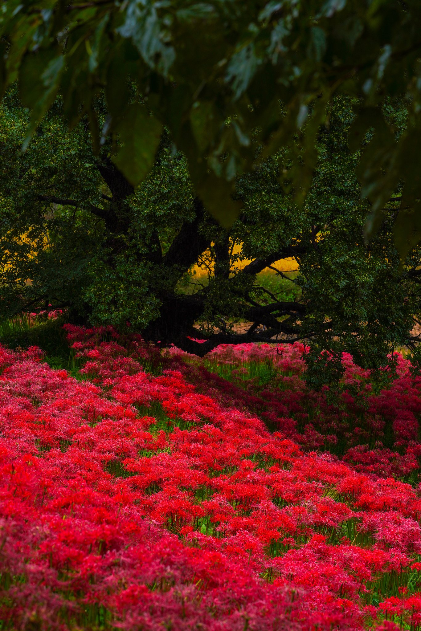 Don Photo 10 8 紅蓮華 Camera Sony r Iens Sony 70 0 F2 8 Gm Location Tochigi Prefecture Japan 栃木県那須町 曼珠沙華 紅蓮華 Visitjapanjp S Shot 東京カメラ部 Japan Photo Now Love Best Japan Don Photo 10 8 紅蓮華 Camera Sony r Iens Sony 70 0 F2 8 Gm Location Tochigi Prefecture Japan 栃木県那須町 曼珠沙華 紅蓮華 Visitjapanjp S Shot 東京カメラ部 Japan Photo Now Love Best Japan