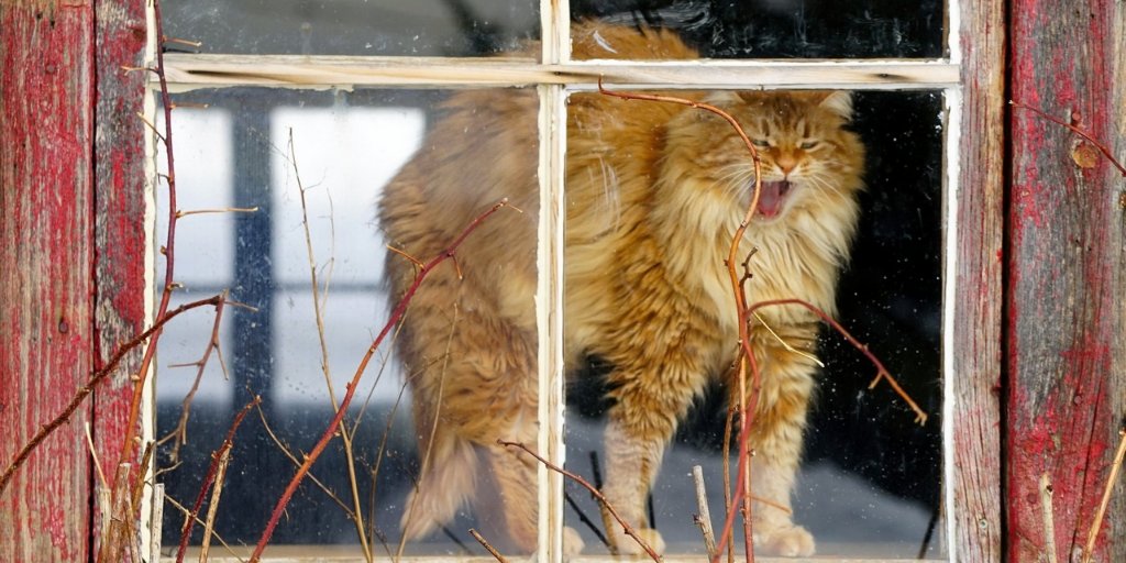 zooconomy's tweet image. When Monday is almost there..LOL
#zoozocnomy #amazon #window #notomonday #cat #catsofinstagram #cats
#catstagram  #kitty #catlover #cats_of_instagram #catlovers #catoftheday #catsagram #hellokitty #cutecat #catering #kittycat #catlife #catsofig
#catsofWorld #cutecats #followus