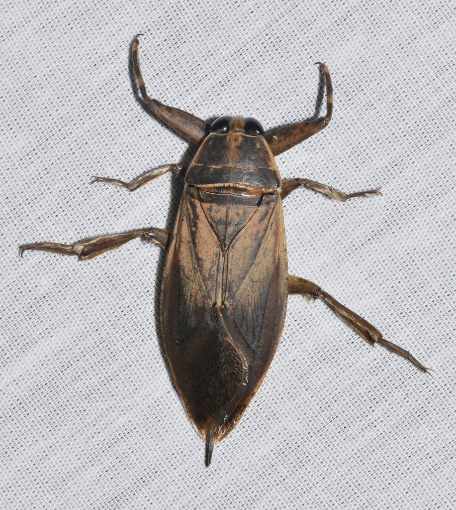  @padyspub what a challenge! I admit, I had previously not considered what bug I& #39;d most like to see you eat. After much deliberation, I think the giant water bug would be a good fit. I believe you have the right demeanor to take on this intimidating meal.