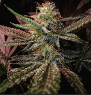 whollycal's tweet photo. Name this strain? I’m thinking Green frost. Comment below, best name wins!

#Medicalmarijuana #cannabisstrain #cannabisculture https://t.co/CPz3kqqIkH