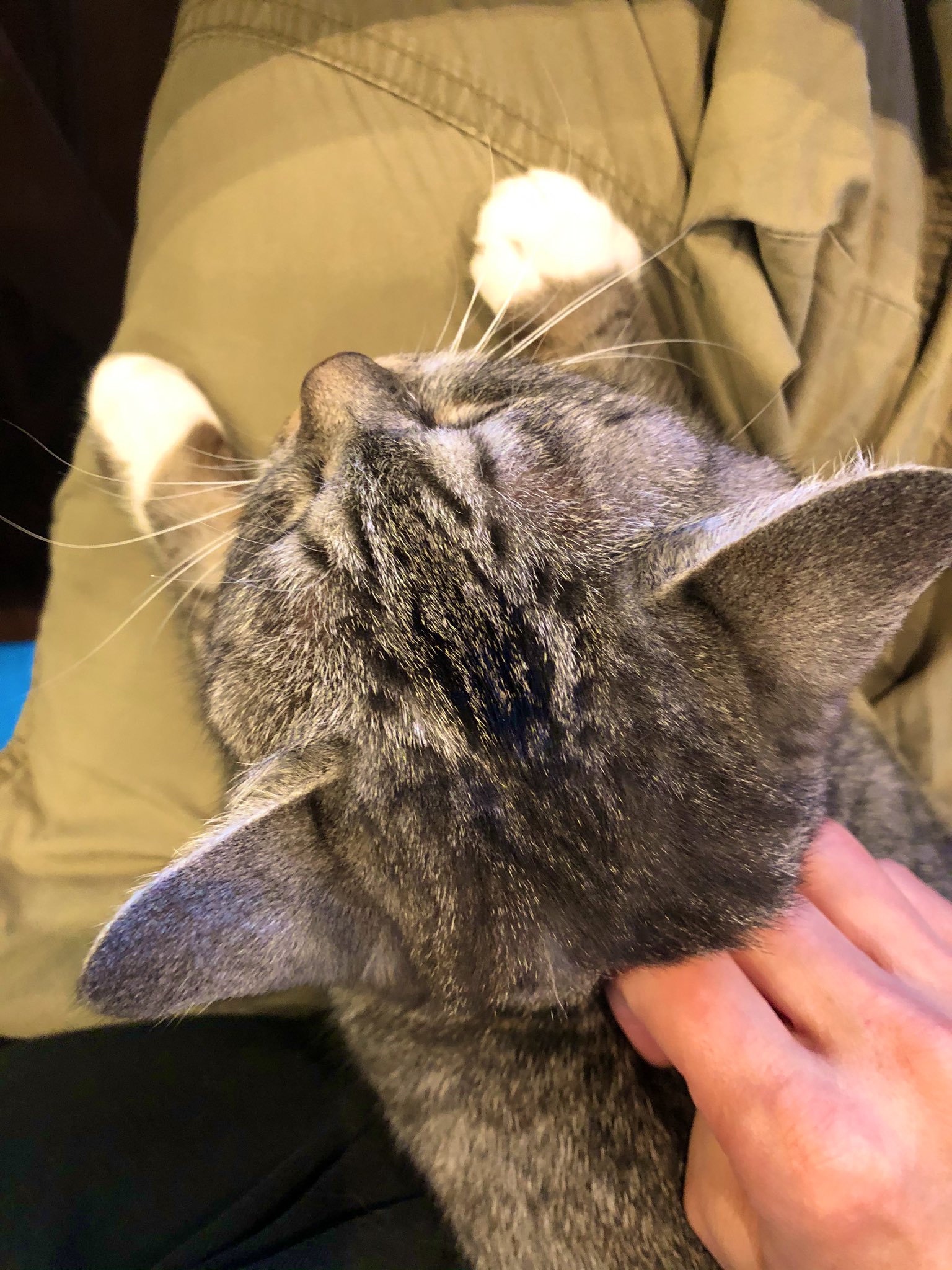 ココニャ 猫写真集 発売中 とりあえず猫の後頭部の匂いでも嗅いで落ち着こう