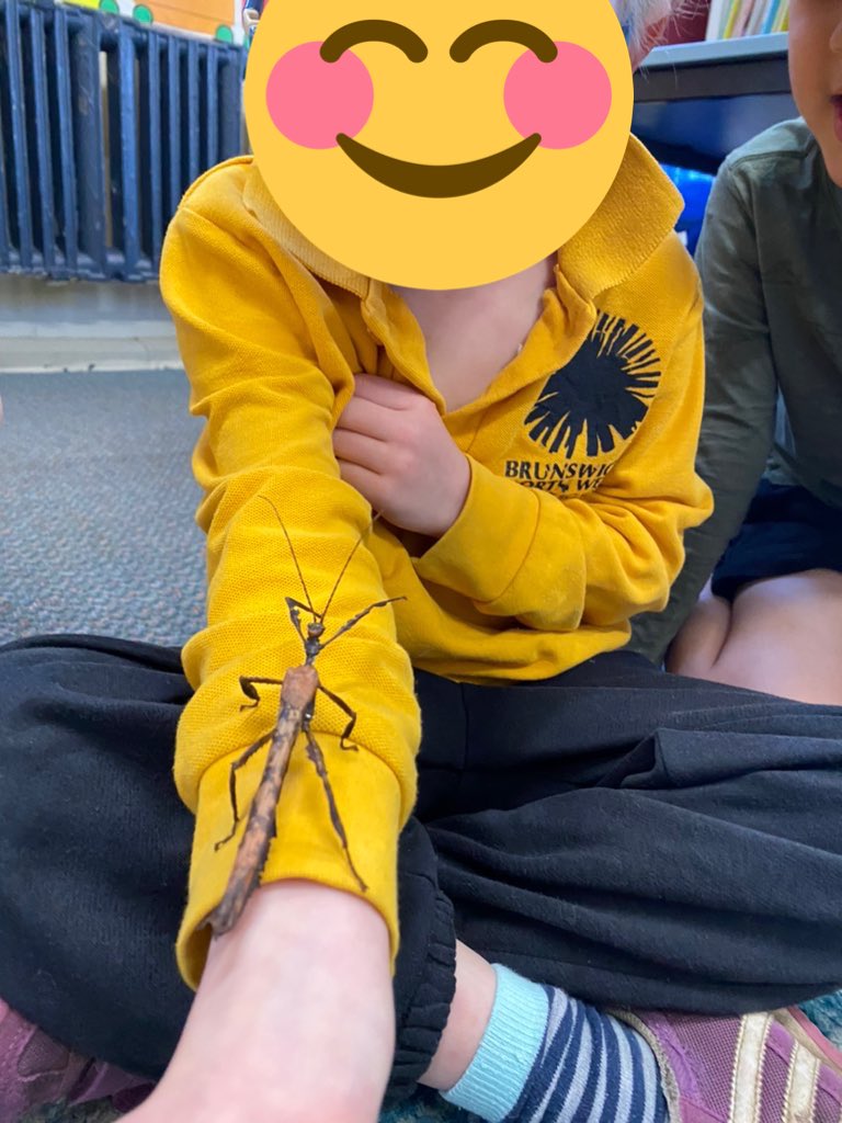 BNWPS_Faith's tweet photo. This term we are learning all about LIVING THINGS! We also have some new FK classmates! They are STICKlers for the rules 😎 https://t.co/ArvlboUO2z