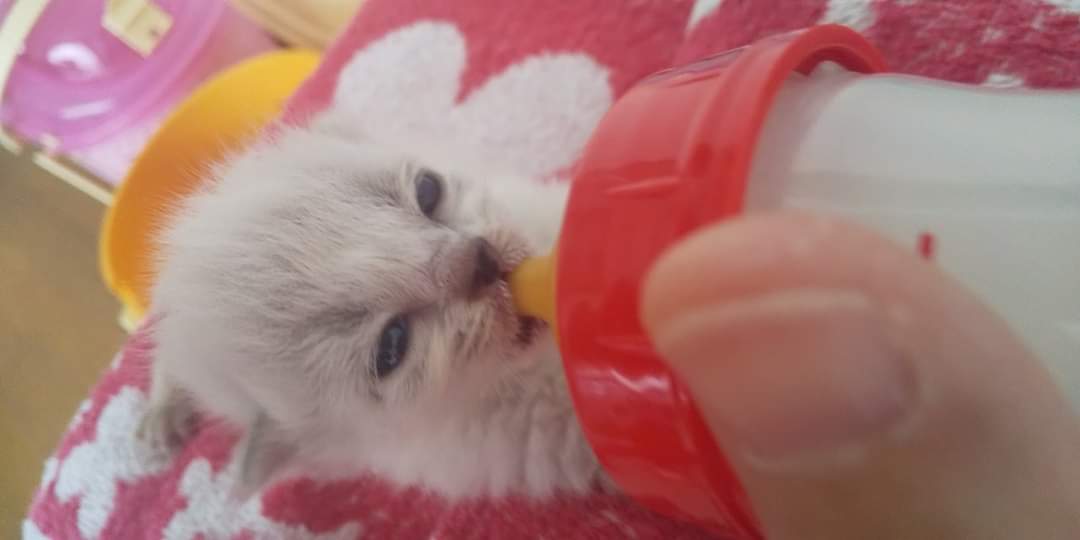CatcafeWish's tweet photo. ベテランボランティアさんが乳飲み子保温用の湯たんぽカバーを作って下さいました！乳飲み子とお揃いの白いふわふわ素材🐏
3匹とも眼が開き可愛さも飲む量も出す量も倍増🤭少しずつ柄も変化してきました。
生後12日目、可愛さ真っ盛りです！
▼白子猫たちの経緯はこちら https://t.co/ZjauM9yp3M https://t.co/N5WgrpbmFP