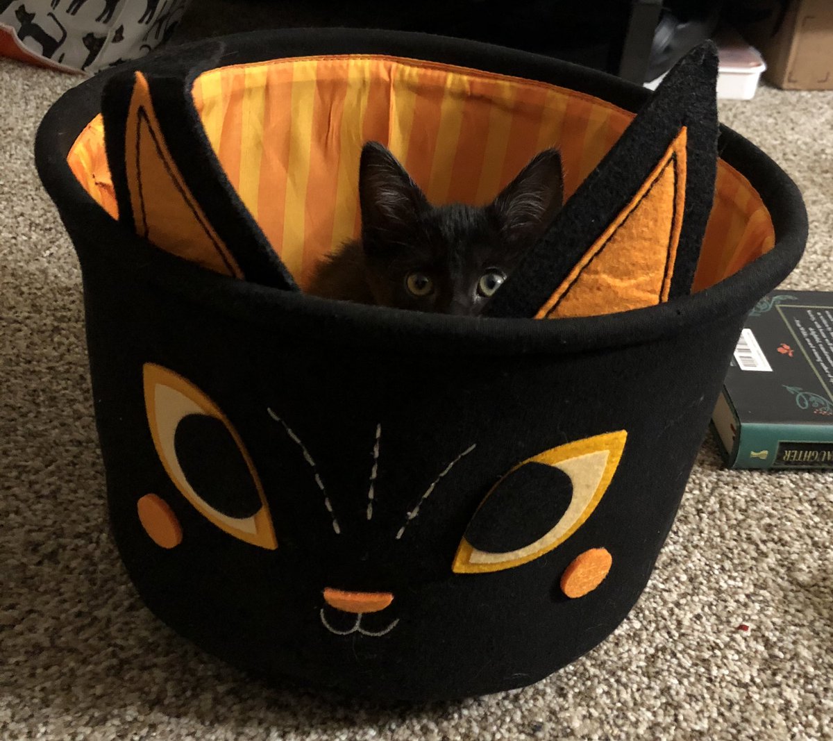 aspookykitten's tweet image. spoop boo