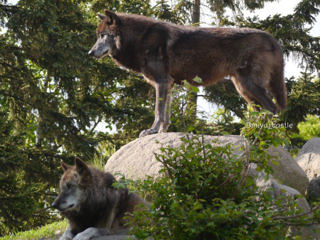miya_castle's tweet photo. そして頑張れノチウ

#旭山動物園 #シンリンオオカミ
#��ン #ノチウ
2019.05
2019.09 https://t.co/VKR48NLMwE