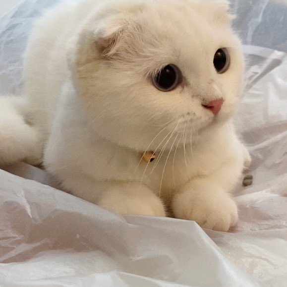 awwwfluffy's tweet photo. พักชมจูออนซักครู่นึงต้ะ https://t.co/wgbV7ucc3m