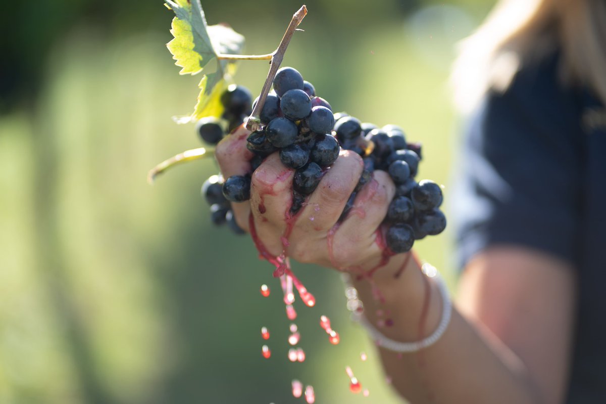 Grape Juice! #harvest2020 #cantinemucci #passionforwine #wine #abruzzo #torinodisangro