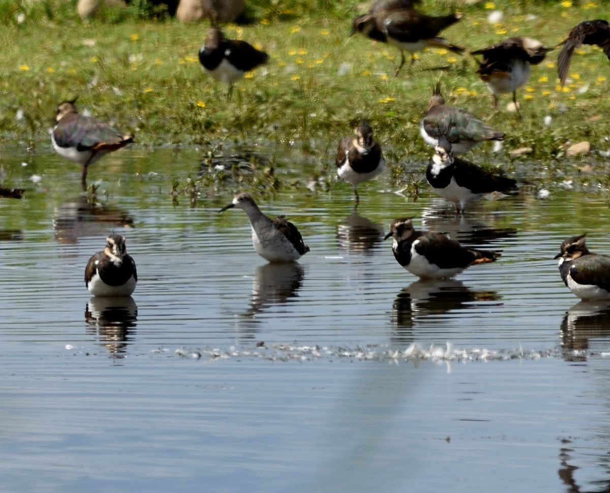 Jo D'Arcy (@spotterjod) on Twitter photo Could anyone help with the identity of the bird in the middle of the photo, please? <a href="/NosterfieldLNR/">Nosterfield Nature Reserve</a> <a href="/BirdSpotUK/">birdspotuk</a> <a href="/BirdIdentiflyer/">For The Birds</a> Could anyone help with the identity of the bird in the middle of the photo, please? <a href="/NosterfieldLNR/">Nosterfield Nature Reserve</a> <a href="/BirdSpotUK/">birdspotuk</a> <a href="/BirdIdentiflyer/">For The Birds</a>