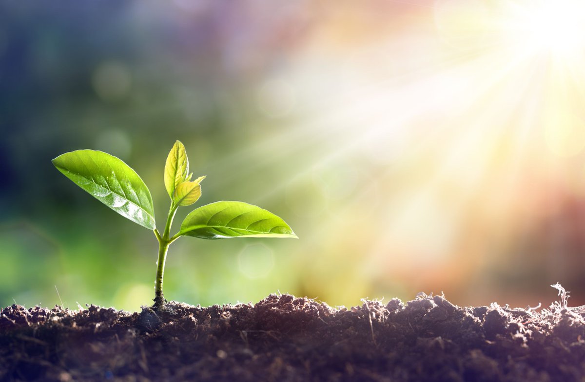 _NextGenEco's tweet photo. We are currently in Seed Gathering Season! Since 1998 The Tree Council has aimed to gather seeds and plant them all through out this season in a bid to provide more trees for the future! 😀 🌱 #seedgatheringseason #talktoted #greenenergy #climatechange #gogreen #sustainability https://t.co/ycjzuYgfOs