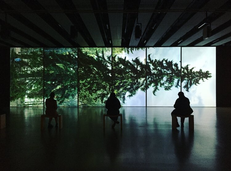 VictoriaHeald's tweet image. First outing to an exhibition for a long time! Felt so good to be in a gallery again. Went to see #AmongTheTrees @haywardgallery 🌲 @southbankcentre