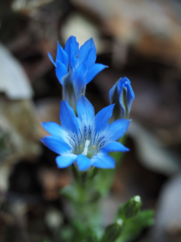 希望の花言葉 على تويتر リンドウ 花言葉は 勝利 これは上を向く花姿から 勝利を確信している ということが由来となっています