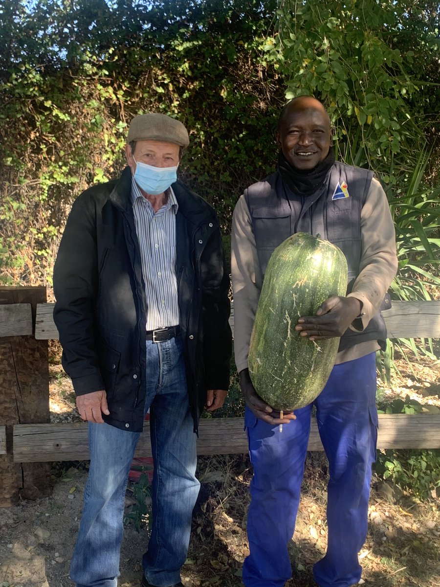 Fantástica calabaza de más de 20kg recogida en el huerto de nuestro compañero Rafa. #Alcorcón
