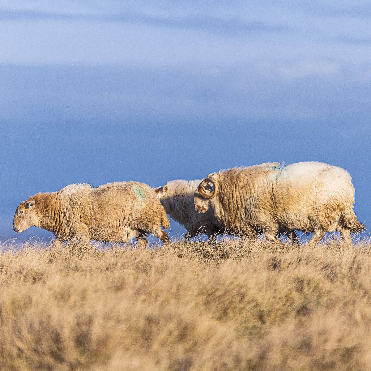 These hardy Welsh Mountain Sheep are often roaming on Magpie Hill; the male (tup) has some mighty horns on him!

magpiehillgin.co.uk
.
#Sheep #Welshsheep #Welshtup #MagpieHill #Shropshire #ShropshireHills #Ludlow #Cleehill #Sunset #CleeHills #CleeHillsShropshire