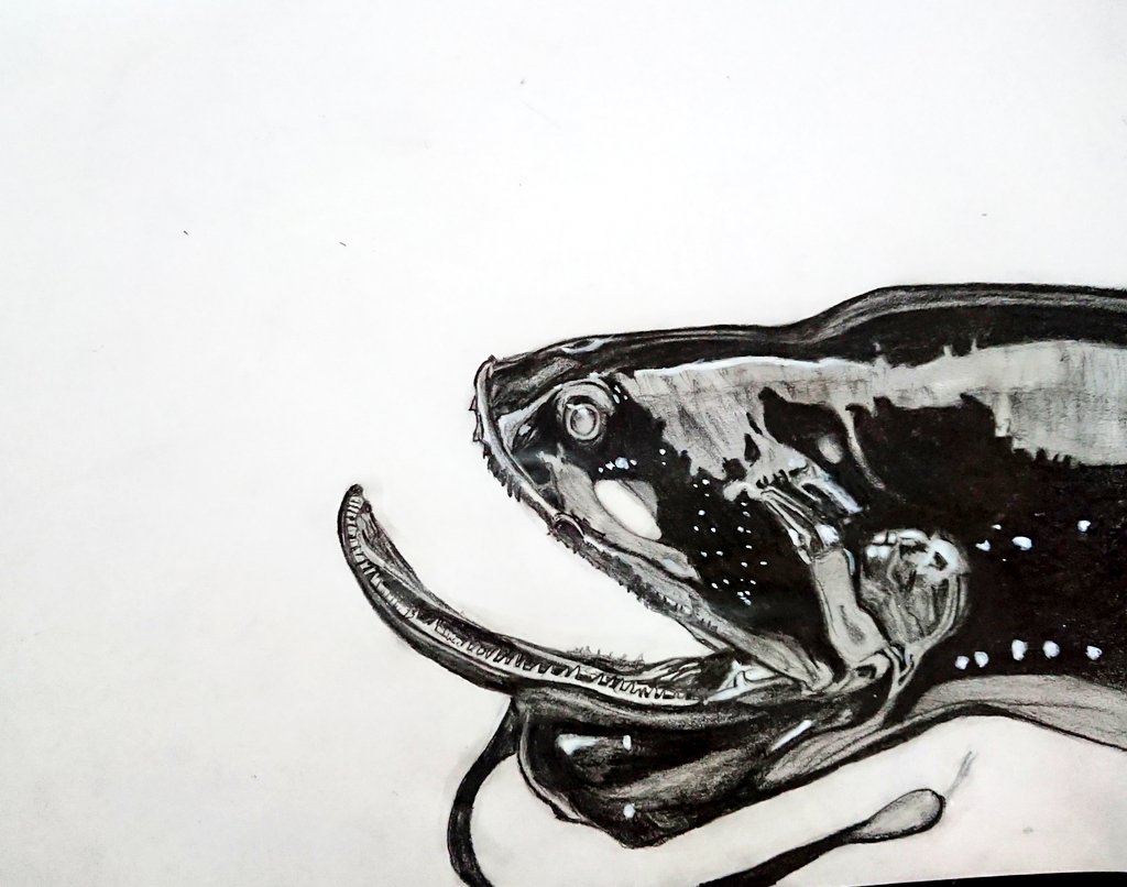 Twoucan 魚 ですか Sakanasanboisu