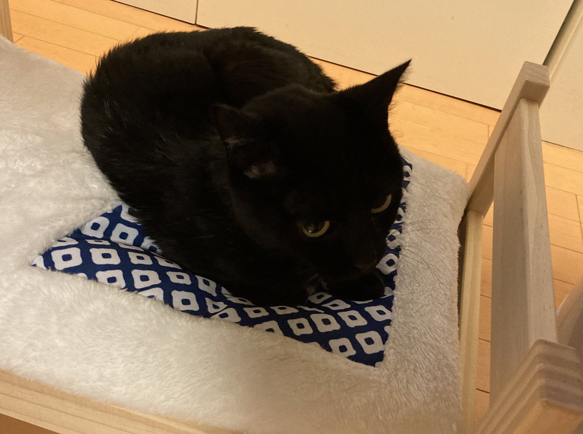 カオリッサ 猫とたまに釣り スリーコインズで ペット用ベッド売ってた 1500 秒でお気に召してなにより 猫ベッド スリコ スリーコインズ 3coins