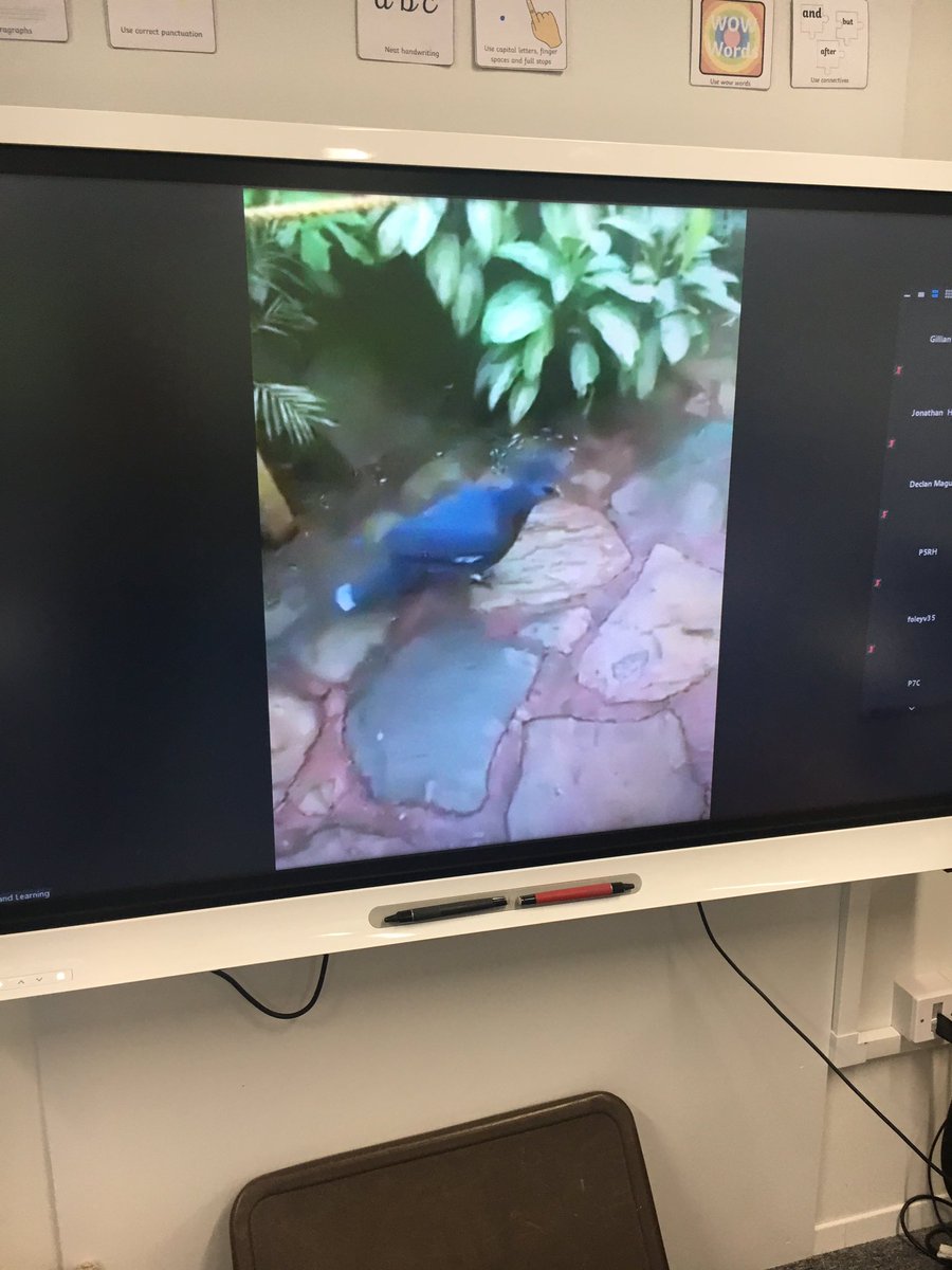 lasswadeps's tweet image. P7O enjoyed the Edinburgh Zoo workshop via Zoom as part of Midlothian Science Festival #msfschools2020. We loved seeing some of the animals in the zoo and learning more about them throughout the quiz! @EdinburghZoo 
@mideduteam @MidlothSciFest