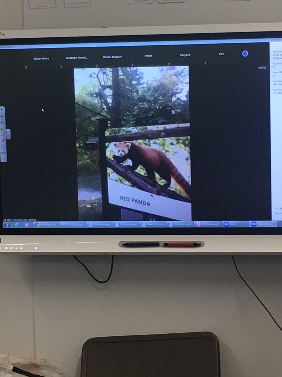 lasswadeps's tweet image. P7O enjoyed the Edinburgh Zoo workshop via Zoom as part of Midlothian Science Festival #msfschools2020. We loved seeing some of the animals in the zoo and learning more about them throughout the quiz! @EdinburghZoo 
@mideduteam @MidlothSciFest
