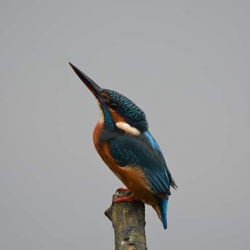 #Femalekingfisher @SWTLackfordLake