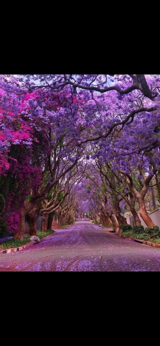 growa_tree's tweet photo. The rains will certainly add to the aesthetics! You too can #challengeloading #GrowATreeToday #ClimateAction #ATreeALifeAFuture https://t.co/uIZIWRepcN