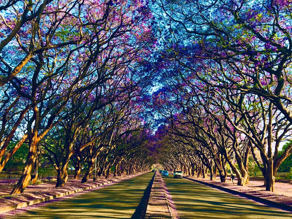 growa_tree's tweet photo. The rains will certainly add to the aesthetics! You too can #challengeloading #GrowATreeToday #ClimateAction #ATreeALifeAFuture https://t.co/uIZIWRepcN