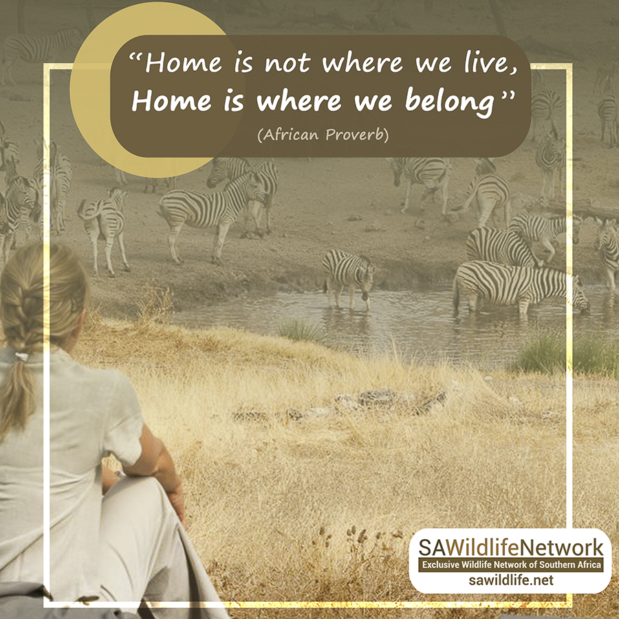 “Home is not where we live, home is where we belong.” #AfricanProverb 
Travel Africa ... we connect YOU with TOP wildlife and nature destinations, venues, ventures, wildlife services and suppliers in Southern Africa.
For more info, visit: sawildlife.net #SAwildlife