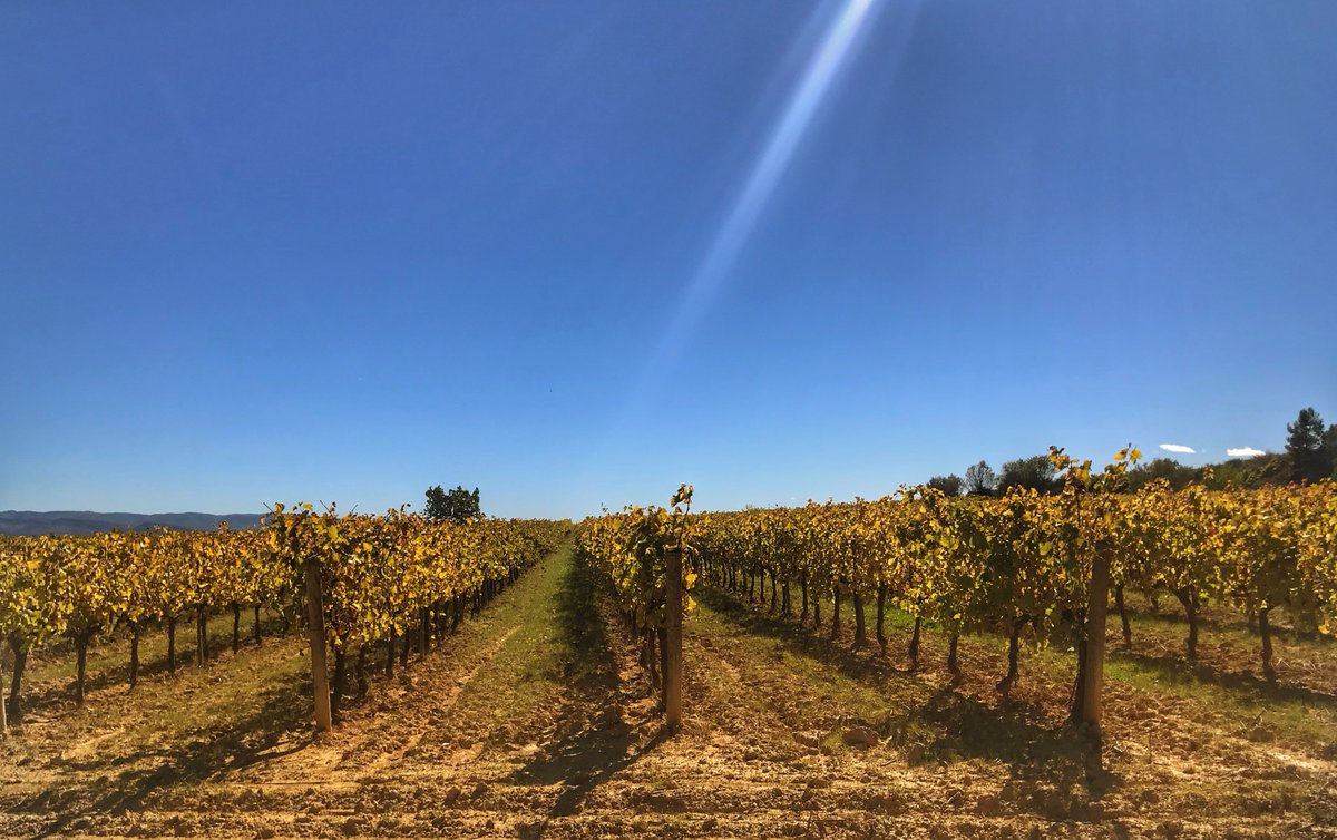 La 🍁 #tardor tenyeix els ceps de groc al #Penedès. Comença el moment de treballar al #celler els #vins d'aquest any.
La #vinya continua el curs, apagant l'efervescència dels últims mesos, per començar a hivernar.
