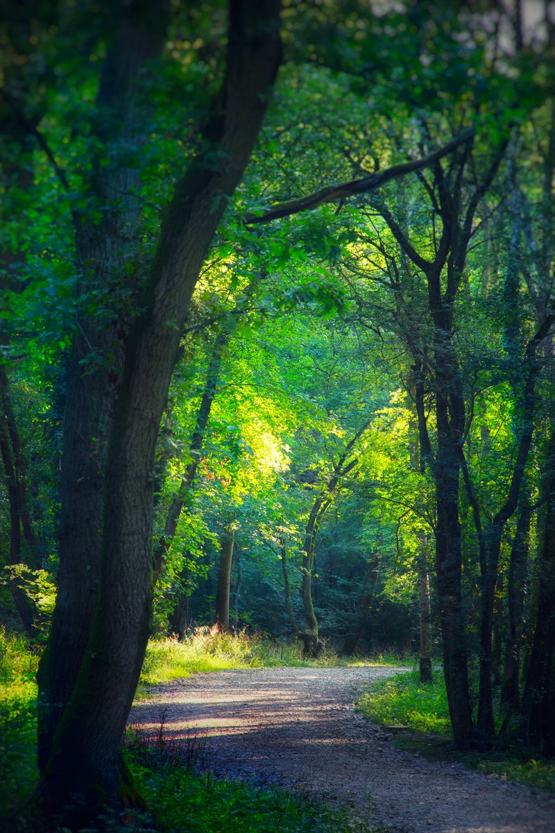 CJSSEYMOUR's tweet photo. Clanger wood in full glory. @WoodlandTrust @ForestryComm @BBCWiltshire @BBCSpringwatch @metoffice https://t.co/kV0I8iqMeL