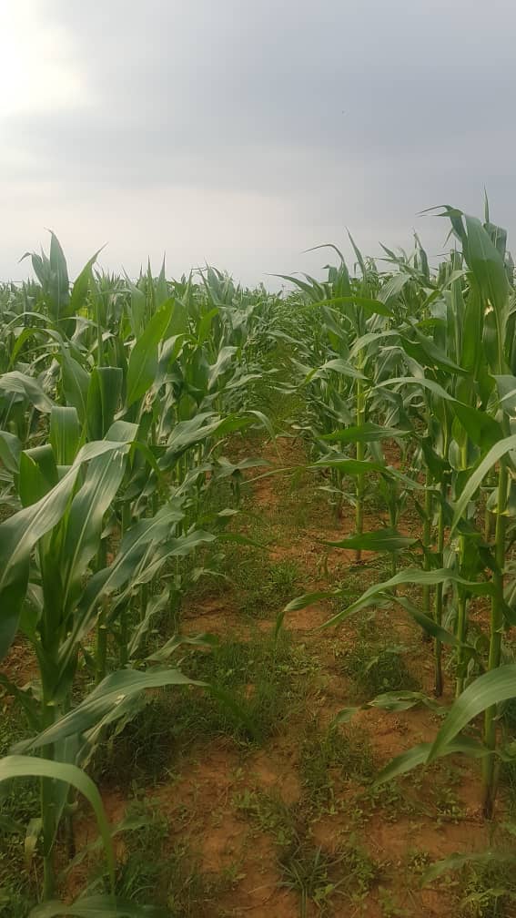 We are demonstrating good crop management practices @ Chegutu Dist Agric Centre of Excellence. Maize 4 the green mealies market is a good venture which supplements income for farmers with access to water.