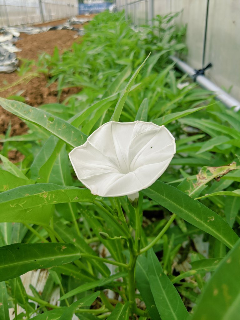 野菜の花言葉
