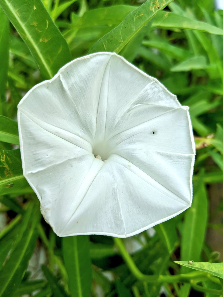 野菜の花言葉 野菜の花言葉