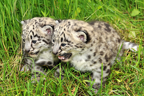 SnepBot's tweet image. BAWDY ESCAPE PROLETARIAT.