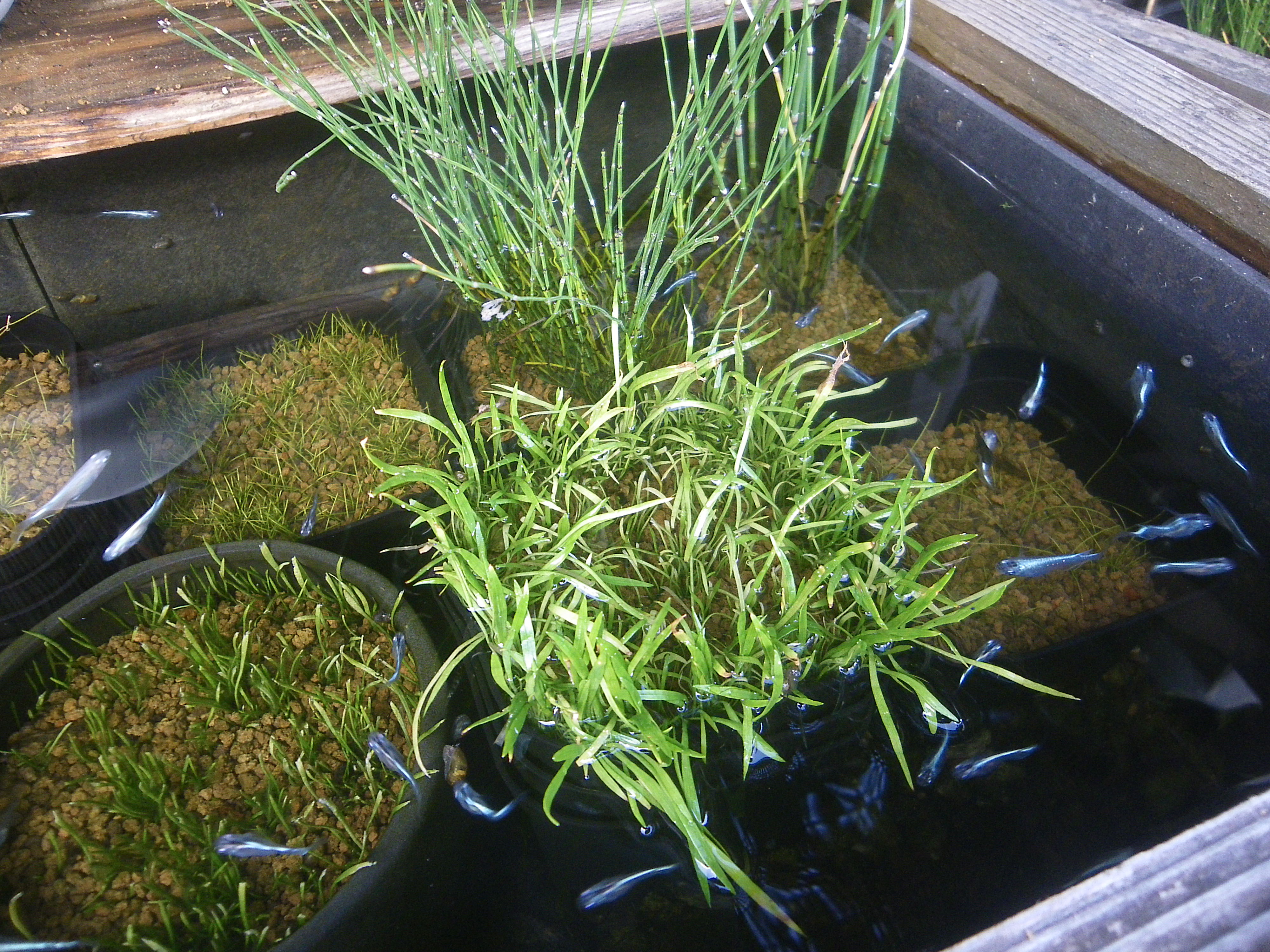 メダカの大工 メダカのビオトープにコブラグラスをレイアウトしています 水槽によく使われる水草ですが ビオトープでも育ちます メダカの隠れる場所になり よい感じです 空き地で見つけたネジバナのような草 キレイだったので鉢に植えました ガーデン