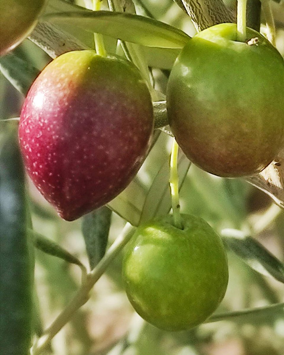 #ACEITUNA🌿¡COMIENZA LA RECOLECCIÓN!🚜
Una ilusión, nos esperan los mejores #AceiteOlivaVirgenExtra (#AOVE).
No dejemos escapar la oportunidad de la excelencia.
En aceituna se llama"Envero":Piel negra,pulpa blanca=máxima calidad y cantidad AOVE.
Se acerca el momento, disfrútalo👍