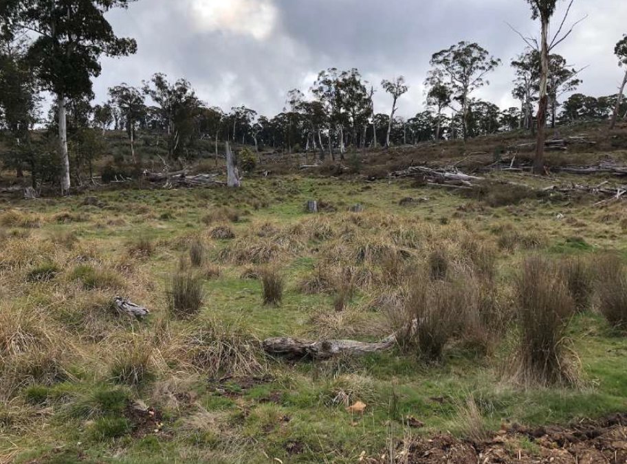 NotRegulator's tweet photo. We won't however be rehabilitating this Ash forest near Swifts Creek logged by @VicForestsComms a few years ago. We all make mistakes &amp; we think they've learned their lesson so we won't be taking regulatory action. https://t.co/ot1VhGM7hE