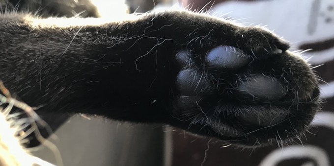 狭山市保護猫カフェfunnycatのtwitterイラスト検索結果 狭山市保護猫カフェfunnycatのtwitterイラスト検索結果