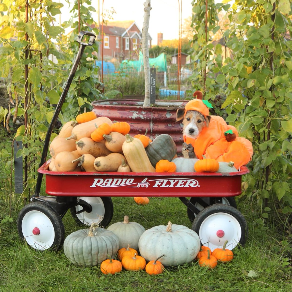 The allotment pumpkin and squash harvest of 2020 💚 #allotment #pumpkinharvest #growyourown #teddythejrt p.s I hope it made you smile, have a beautiful week everyone!