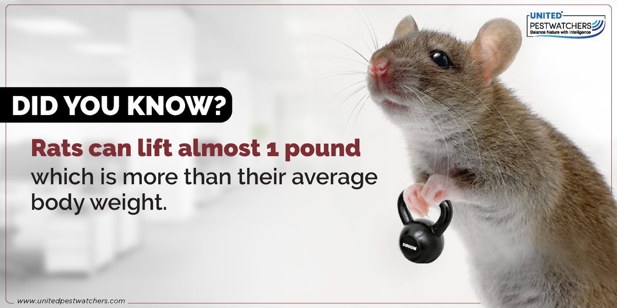 pestwatchers's tweet photo. Rats can use their front paws to lift, pull &amp; drag heavy objects as compared to their small frame. #DidYouKnow rats collect materials that separate into thin strands to build their nests?
#UnitedPestWatchers #SSRT #Rats #RatNestingAreas #Pests #RatInfestation #PestManagement https://t.co/mXNsFumwM3