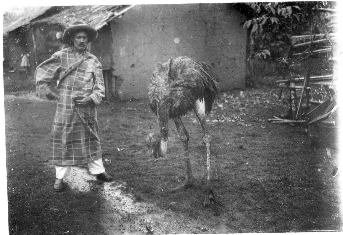 PowellCotton's tweet photo. This week's #MuseumMaker is Fred Merfield. Fred was a hunter in Cameroon between 1910-1940s. He employed local people to collect animals as scientific specimens that were sold through Percy Powell-Cotton. Here's Fred in his dressing gown....with an ostrich [1/3] https://t.co/WCvBE5Tu1v