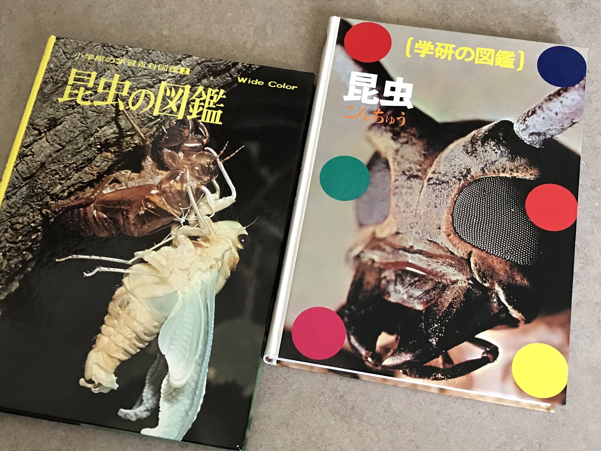 丸山宗利 Maruyama それと 小学館 昆虫の生態図鑑 幼稚園のときに買ってもらって 最初は難しくて何にもわからぬまま写真を楽しんでいたけど だんだん好きになっていった 今でも勉強になる こういう 子供相手とはいえ容赦しない 図鑑の存在は本当に