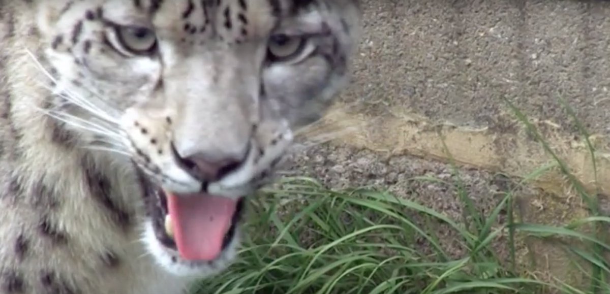 SnepBot's tweet image. MEW MEW MEW RAWRAWRAWR?