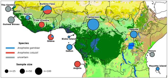 The Ag1000G phase 2 resource has genome variation data from deep sequencing of 1,142 wild-caught mosquitoes from 13 countries...