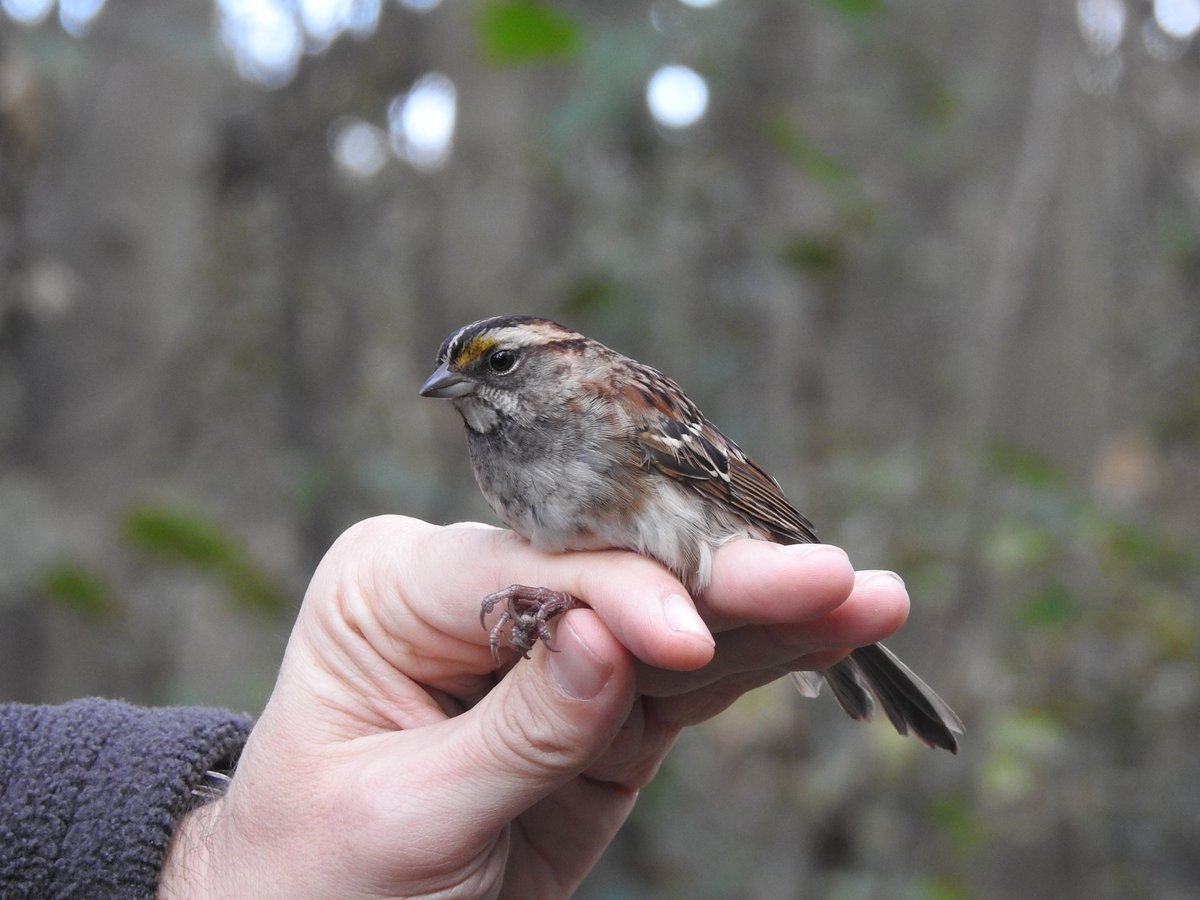 Zwin Natuur Park tweet media