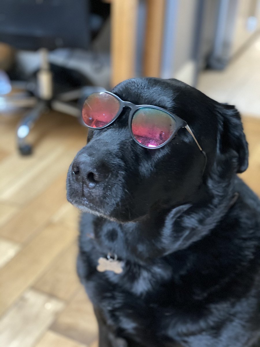 millerstark's tweet photo. sir gimme gimme 🥺 #Eefizard https://t.co/JLaqml2UFH