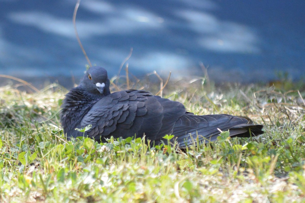 Kevin O’Shea tweet media