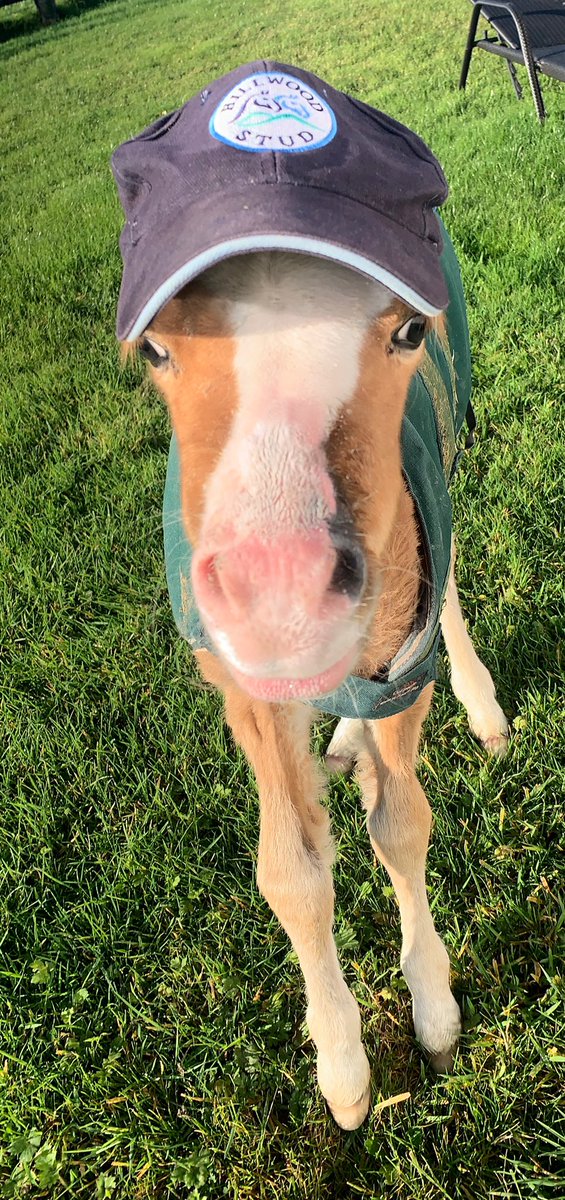 wickhamwicks's tweet photo. Best of luck to all consignors & purchasers @Tattersalls1766 on the start of Book 2 today. Our Hillwood mascot is keeping her little toes crossed for a good week๐ค๐#SalesTime #QualityYearlings https://t.co/KS92i5ojXK